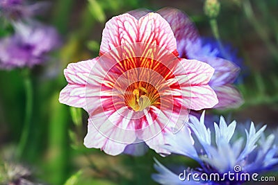 Abstract photo of Petunia flower, selective focus Stock Photo