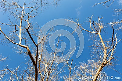 Abstract photo of the silhouette of dead tree reaching into clear blue sky white clouds as background Nature and environment Stock Photo