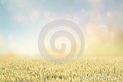 Abstract photo of wheat field and bright sky . instagram effect. Stock Photo