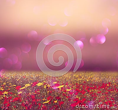 Abstract photo of wild flower field and bright bokeh lights Stock Photo