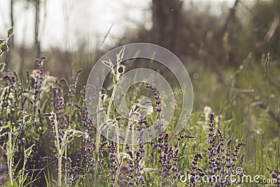 An abstract photograph of a wild sage with other herbs. Country side. Stock Photo