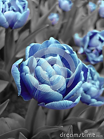 Abstract picture of blue tulip Stock Photo