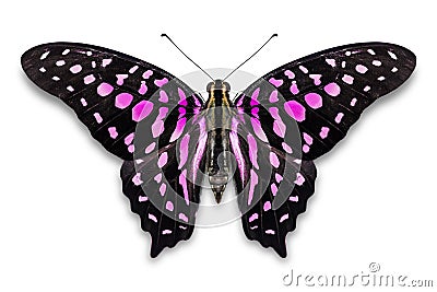 Abstract pink color Tailed Jay Graphium agamemnon butterfly Stock Photo