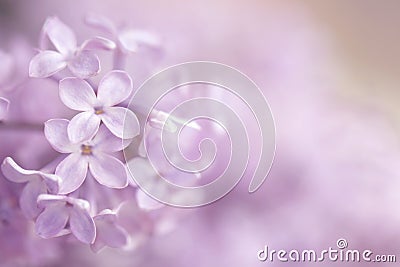 An abstract pink purple floral background. Stock Photo