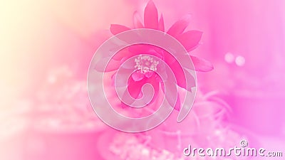 Abstract pink tone flower Stock Photo