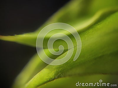 Abstract plant part template background Stock Photo