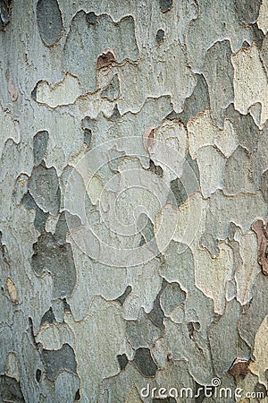 Abstract platan bark camouflage background texture, design pattern Stock Photo