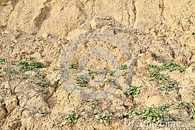 Texture plowed soil with plants. Stock Photo