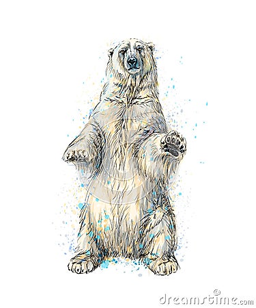 Abstract polar bear sitting from a splash of watercolor, hand drawn sketch Vector Illustration