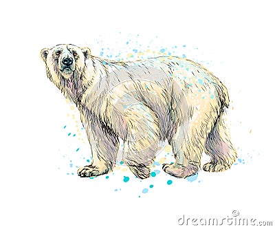 Abstract polar bear from a splash of watercolor, hand drawn sketch Vector Illustration