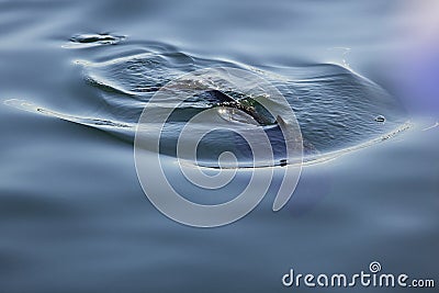 Abstract porpoise swimming Stock Photo