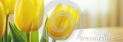 abstract post card flat lay with white and yellow tulips over neutral background Cartoon Illustration
