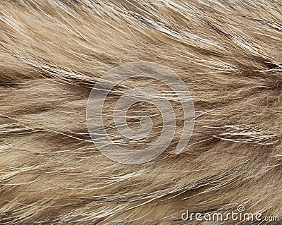 Abstract raccon fur background Stock Photo