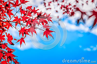 Abstract red maple leaves and blue sky background, Autumn background Stock Photo