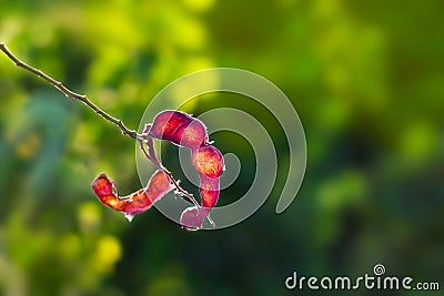 Abstract red peel tamarind, red fruit in sunshine on nature background Stock Photo