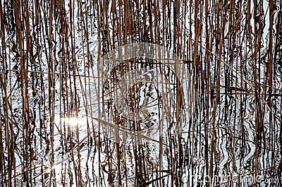 Abstract reeds and reflections in the water with a burst of light Stock Photo