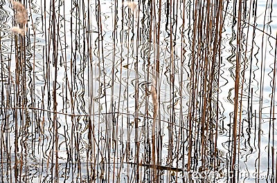 Abstract, reeds and reflections in the water of a lake Stock Photo