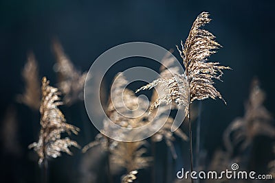 Abstract reeds soft photo Stock Photo