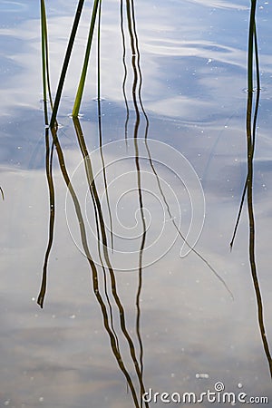 Abstract reeds on water Stock Photo