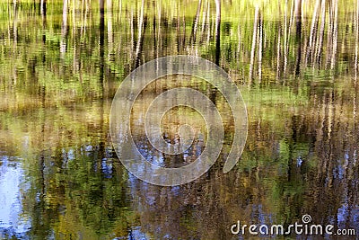 Abstract reflection of trees in water Stock Photo