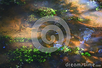 Abstract reflections and water starwort in shallow water Stock Photo