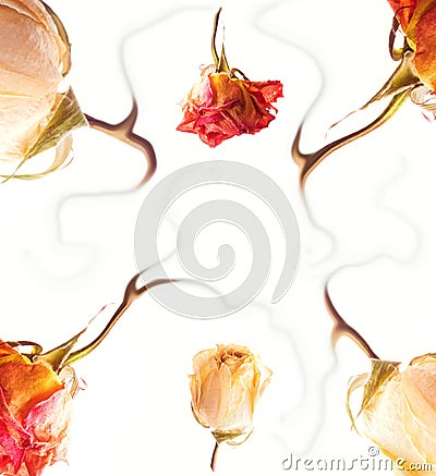 Abstract rose frame Stock Photo