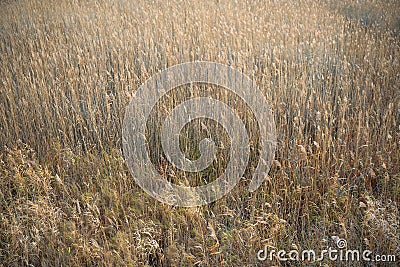Abstract reeds texture, nature background, design pattern, autumn scene Stock Photo