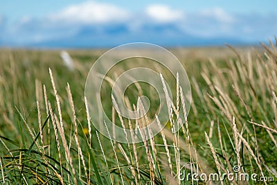 Abstract selective focus photo of grasses and reeds. Blue sky Stock Photo