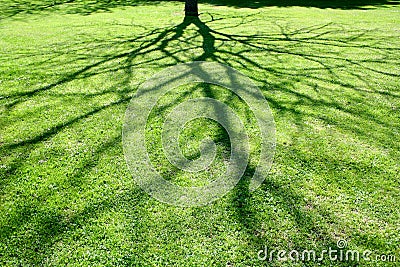 Abstract shadow of tree. Stock Photo