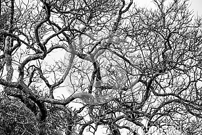 Abstract shape of branches and twigs of wild tree on white sky Stock Photo