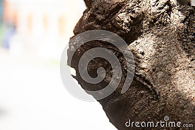 abstract shape, tree trunk texture, relief shape with bokeh background Stock Photo