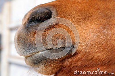 Abstract shot of the muzzle of a horse with blur backgruound Stock Photo