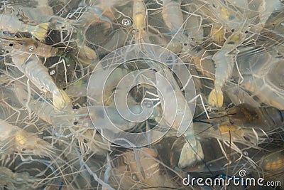Abstract shrimp in the water Stock Photo