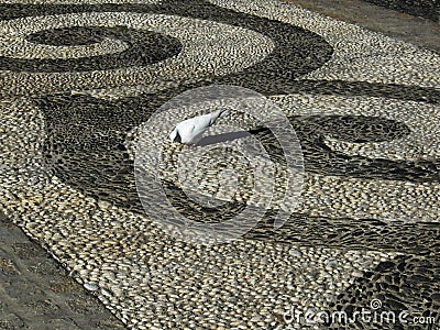 Abstract sidewalk design with pigeon Stock Photo