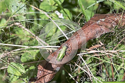 Blurred background with insect live scene in the jungles, Amazon River basin in South America Stock Photo