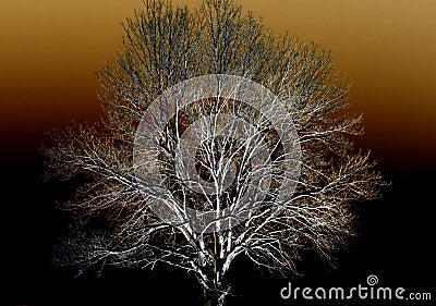 Abstract Snow Cover Tree Stock Photo