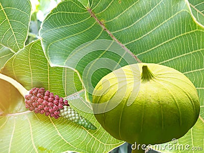 Abstract soft blurred and soft focus of Bodhi tree, leaves, flower and fruit ,Sacred fig,Ficus religiosa,Moraceae,Euphorbiaceae,Bu Stock Photo