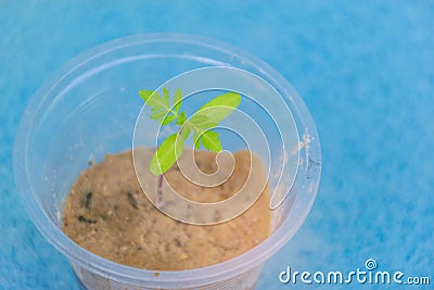 Abstract soft blurred and soft focus seedlings of Marigold in the clay with the plastic glass. Stock Photo