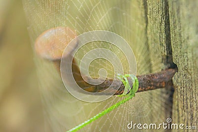 Abstract soft blurred the spiral vine and treetop of green plant attached to a rusty nail on the old wood with the blurred spider Stock Photo