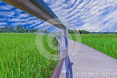 Abstract soft focus green paddy rice field with the sidewalk bridge at Ban Chee Tuan, Khuangnai district, Ubon Ratchathani provinc Stock Photo