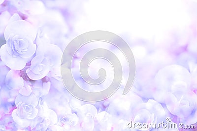 Abstract soft sweet blue purple flower background from begonia flowers Stock Photo