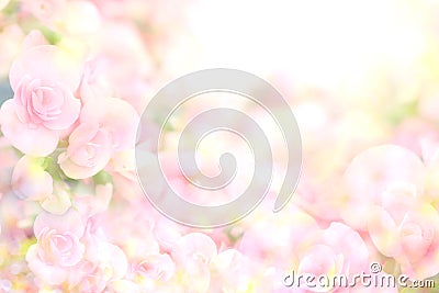 The abstract soft sweet pink flower background from begonia flowers Stock Photo