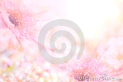 The abstract soft sweet pink flower background from Gerbera flowers Stock Photo