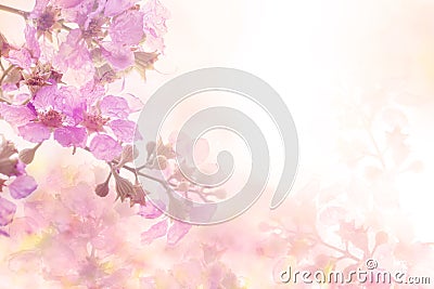 The abstract soft sweet pink flower background from Plumeria frangipani flowers Stock Photo