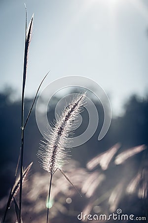 abstract softness white Feather Grass with retro sky blue background Stock Photo