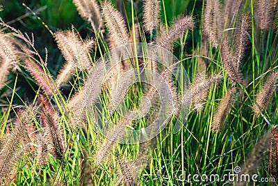 abstract softness white Feather Grass with retro sky blue background Stock Photo