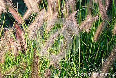 abstract softness white Feather Grass with retro sky blue background Stock Photo
