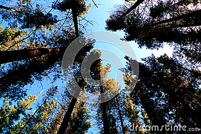An abstract spiral of pine trees in a forest Stock Photo