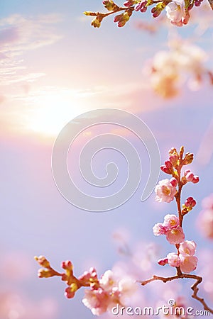 Abstract spring background; sakura blossom flowers on the Sunrise sky Stock Photo