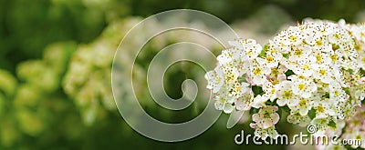 Abstract spring floral baner. White-flowered shrub that blooms in April. Green leaves background, copy space Stock Photo